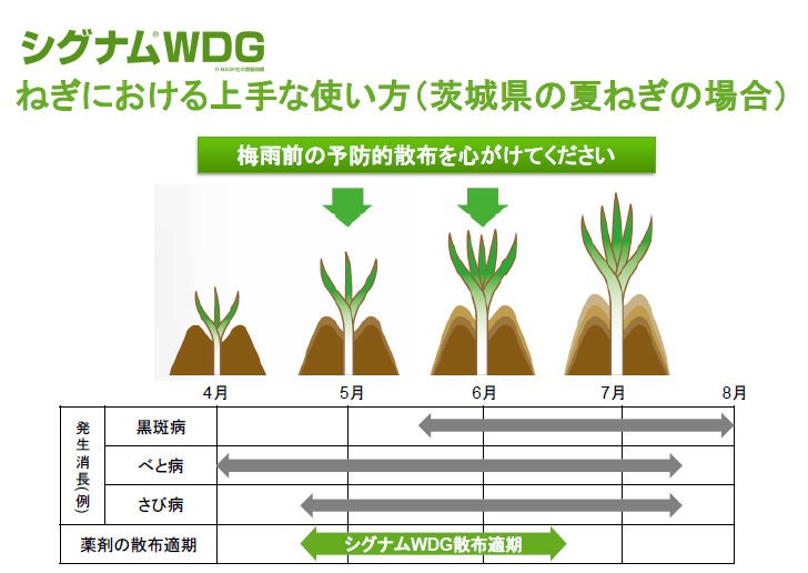 2つの成分でダブルブロック シグナム Wdg 株 幸島園種苗