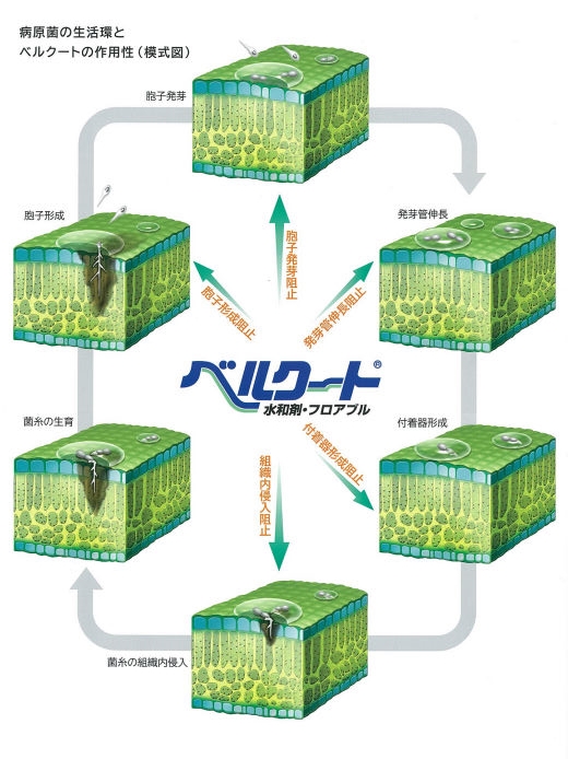 高品質】 ベルクートフロアブル 500ml×10本セット fucoa.cl