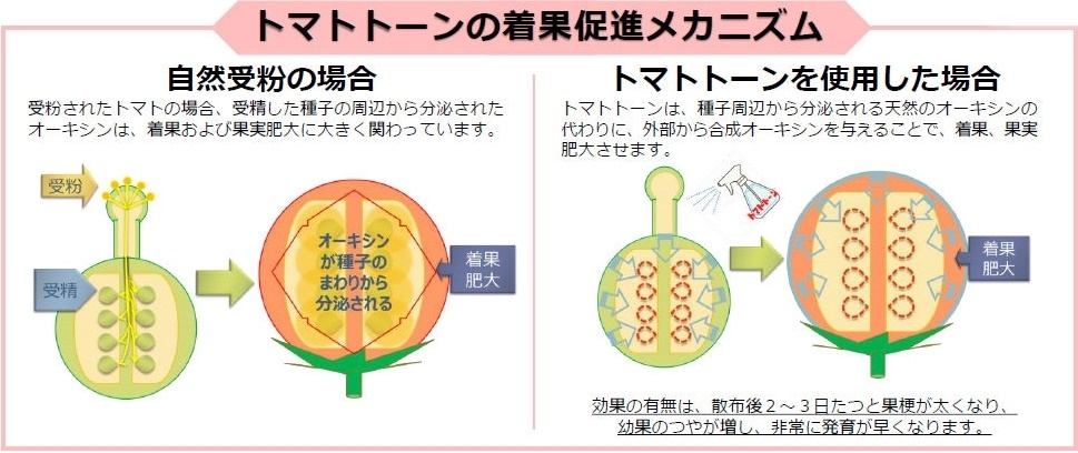 植物成長調整剤『トマトトーン®』 | (株)幸島園種苗