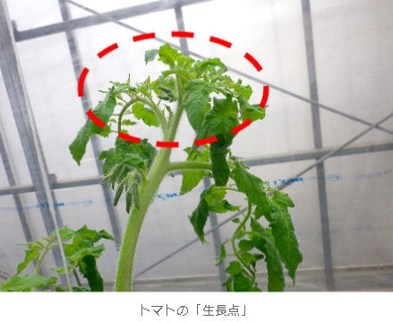 植物成長調整剤 トマトトーン 株 幸島園種苗