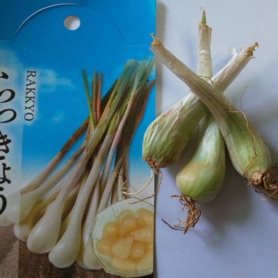 らっきょう