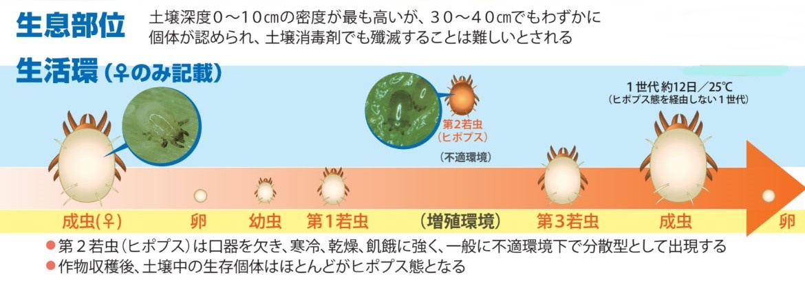 カイガラムシ類、コナジラミ類、ネダニ類に『アプロード®フロアブル』 – 株式会社幸島園種苗